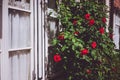 White window frames with red rose bushes. Warm sunlight and summer flowers Royalty Free Stock Photo