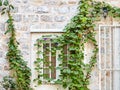 White window. Green ivy plant climb on old white stone brick wall background Royalty Free Stock Photo
