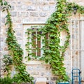 White window. Green ivy plant climb on old white stone brick wall background Royalty Free Stock Photo