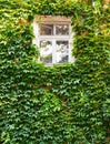 White window in old house with green leaves on wall, retro architecture style Royalty Free Stock Photo