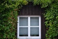 White windows on dark wood framed with climbing ivy