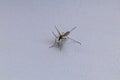 On a white windowsill sits a mosquito that drinks blood. close-up