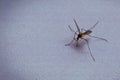 On a white windowsill sits a mosquito that drinks blood. there is vignetting. close-up