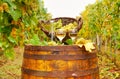 white wine and basket with grapes on wooden barrel autumn Royalty Free Stock Photo