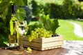 White wine bottle, glass, vine and grapes Royalty Free Stock Photo