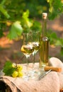 White wine bottle, glass, young vine and bunch of grapes against Royalty Free Stock Photo