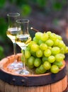 White wine bottle, glass, young vine and bunch of grapes against Royalty Free Stock Photo