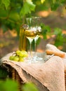 White wine bottle, glass, young vine and bunch of grapes against Royalty Free Stock Photo