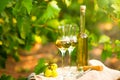 White wine bottle, glass, young vine and bunch of grapes against Royalty Free Stock Photo