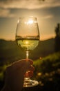 White wine in glass Royalty Free Stock Photo