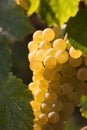 White wine grape Royalty Free Stock Photo