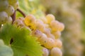 White wine grape Royalty Free Stock Photo