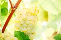 White wine grape in vineyard Royalty Free Stock Photo