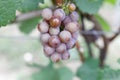 White wine grape in vineyeard Royalty Free Stock Photo