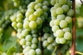 White wine grapes Royalty Free Stock Photo