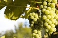 White wine grapes Royalty Free Stock Photo