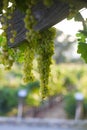 White Wine Grapes Royalty Free Stock Photo