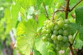 White wine Grapes in Durnstein vineyard, Austria Royalty Free Stock Photo