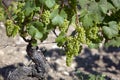 White wine grapes in a French vineyard Royalty Free Stock Photo