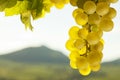 White wine grapes in front of a landscape with hills in the blurred background Royalty Free Stock Photo