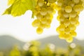 White wine grapes in front of a landscape with hills in the blurred background Royalty Free Stock Photo