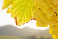 White wine grapes in front of a landscape with hills in the blurred background Royalty Free Stock Photo