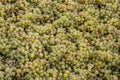 white Wine grapes harvest Region Moselle River Winningen Germany