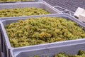 white Wine grapes harvest Region Moselle River Winningen Germany