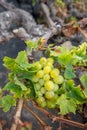 White wine grape late harvest Royalty Free Stock Photo