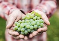 White wine grapes in the male hands. Royalty Free Stock Photo