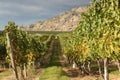 White Wine Grapes, Okanagan Vineyard Royalty Free Stock Photo