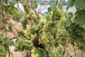 White Wine grapes Region Moselle Winningen 15 Royalty Free Stock Photo