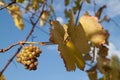 White wine grapes ripen on vine