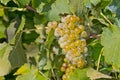 White Wine Grapes on the vine