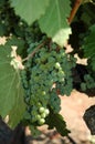 White wine grapes in vineyard in California