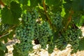 White wine grapes in vineyard in California