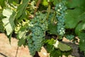 White wine grapes in vineyard in California