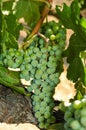 White wine grapes in vineyard in California