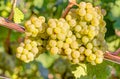 White wine grapes in vineyard Royalty Free Stock Photo