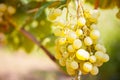 White wine grapes in vineyard on a sunny day Royalty Free Stock Photo