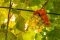 White Wine Green Grapes Growing Hanging on Vine in Household Gar