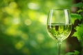 White wine tasting in summer typically features chilled ice wine poured into a cold glass Royalty Free Stock Photo