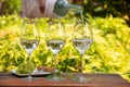 White wine tasting on winery, pouring of cold dry wine in glasses outdoor in sunny day Royalty Free Stock Photo