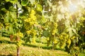 White wine: Vine with grapes just before harvest, Sauvignon Blanc grapevine in an old vineyard near a winery Royalty Free Stock Photo