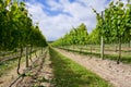 White wine vineyard Royalty Free Stock Photo