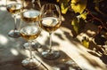 white wine and wine pairings Royalty Free Stock Photo