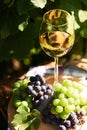 Wine and fresh grapes in a rustic vineyard Royalty Free Stock Photo