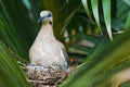 White wing dove Royalty Free Stock Photo