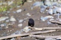 White-winged Black Phoebe 843481