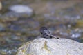 White-winged Black Phoebe 843171